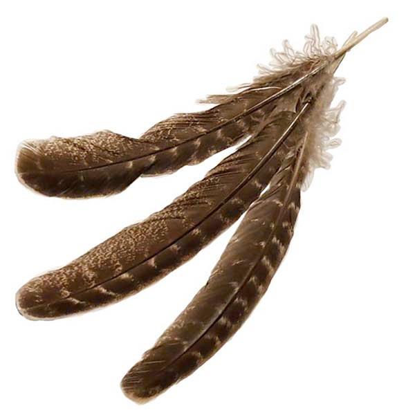 Wing Feathers for Smudging